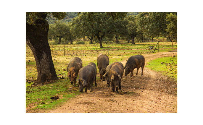 L'origine du jambon ibérique 